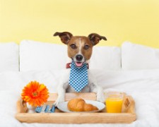 hund som har frukost på hotell